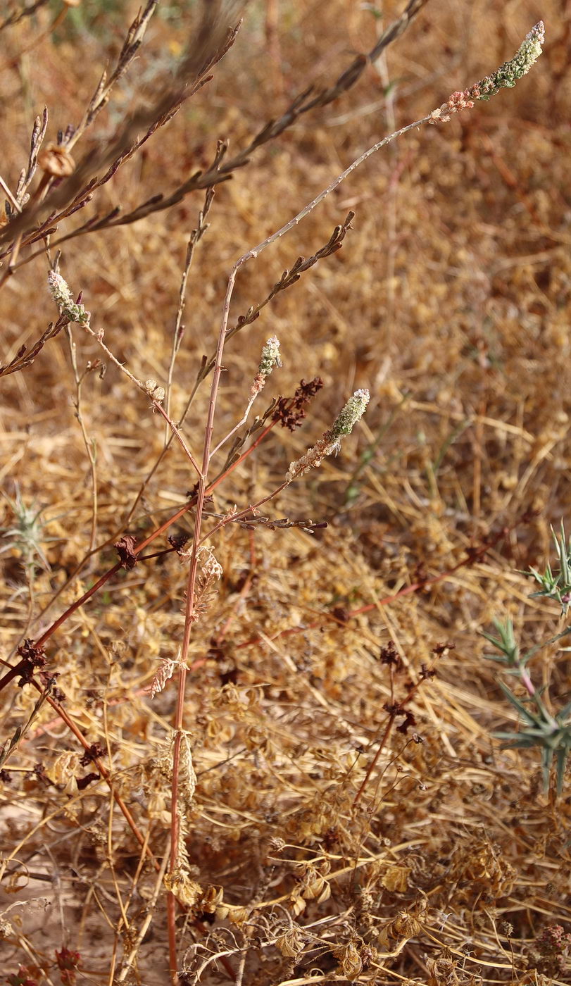 Image of Reseda alba ssp. decursiva specimen.