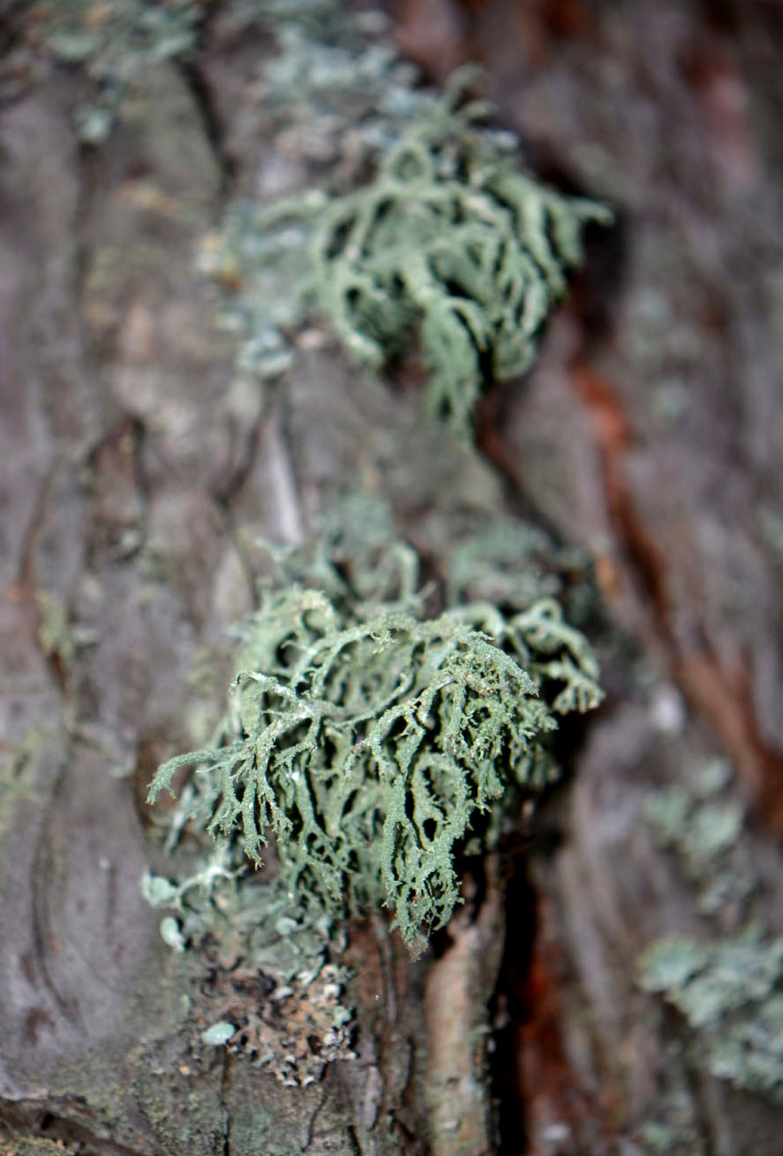 Image of Evernia mesomorpha specimen.