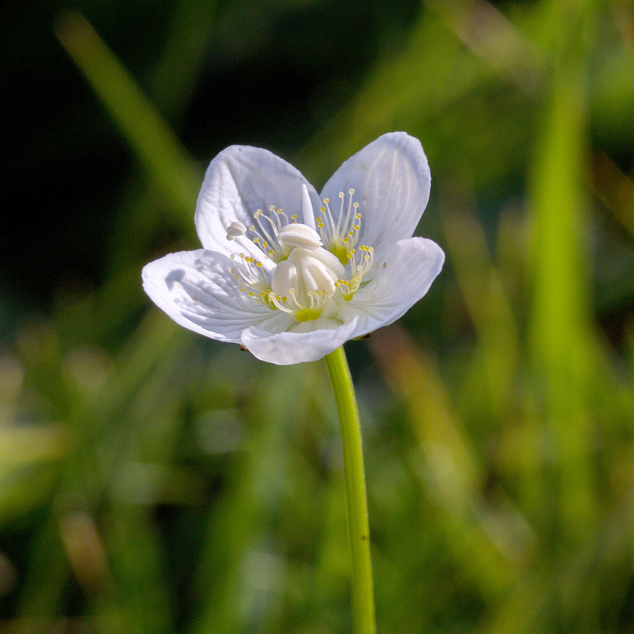 Изображение особи Parnassia palustris.