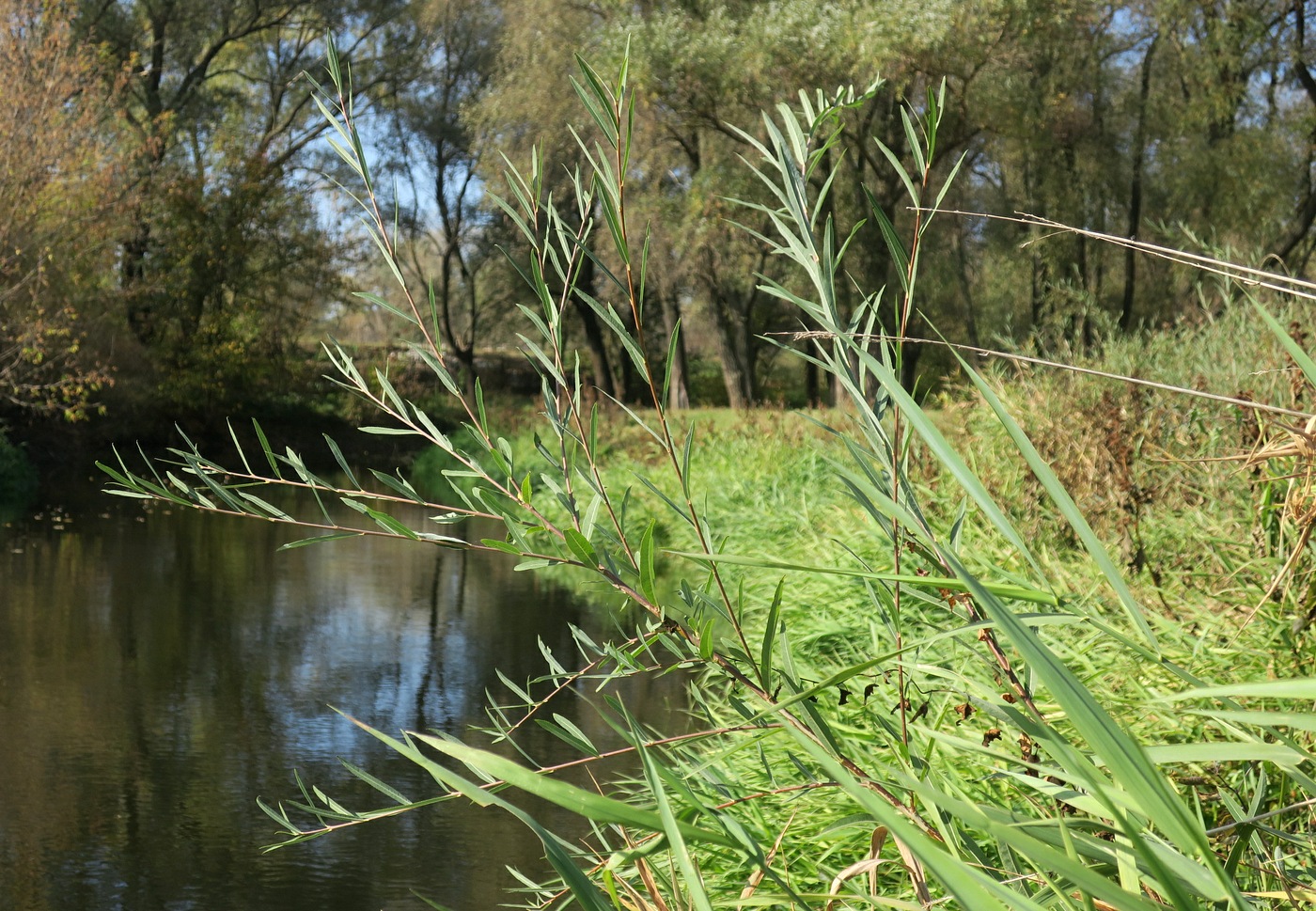 Image of Salix vinogradovii specimen.