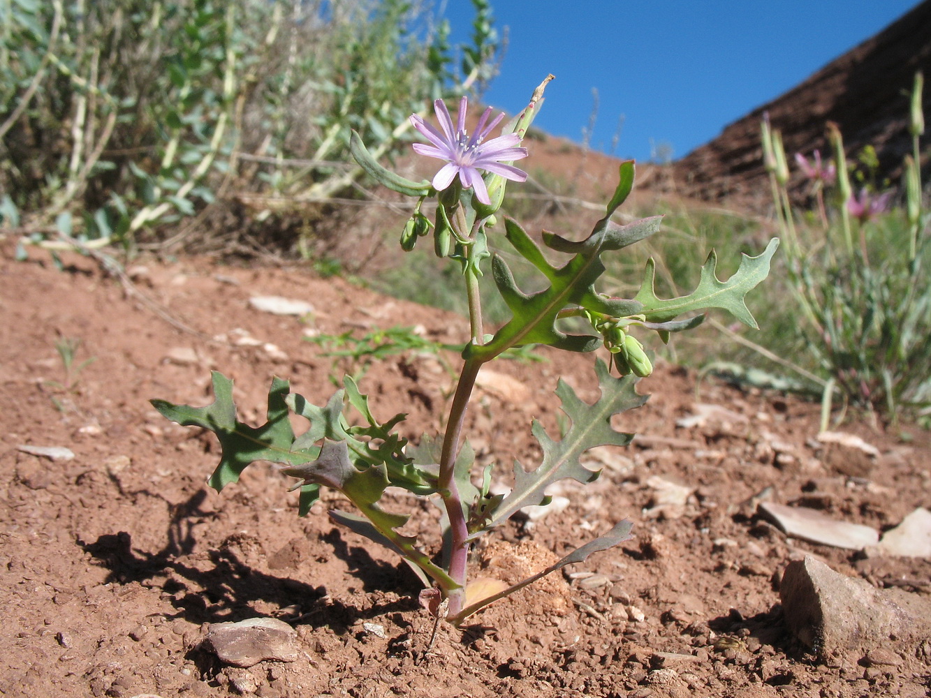 Image of Lactuca undulata specimen.