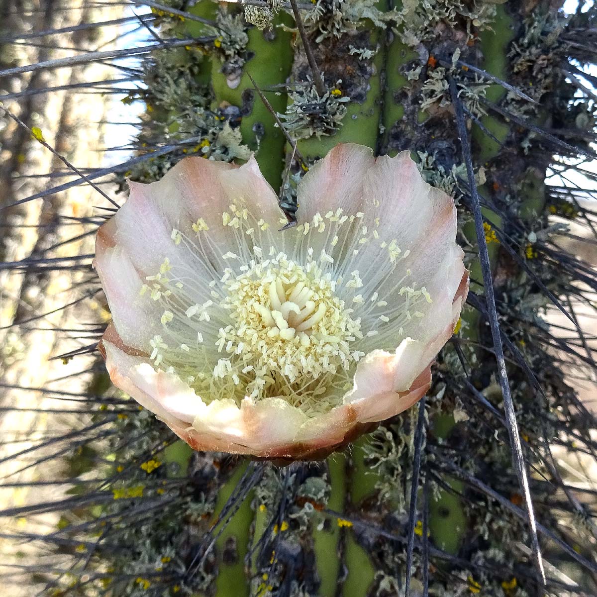 Image of Eulychnia acida specimen.