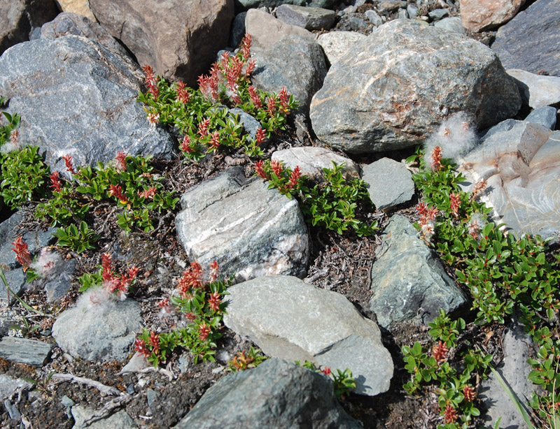 Image of Salix brayi specimen.