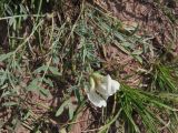 Astragalus depauperatus