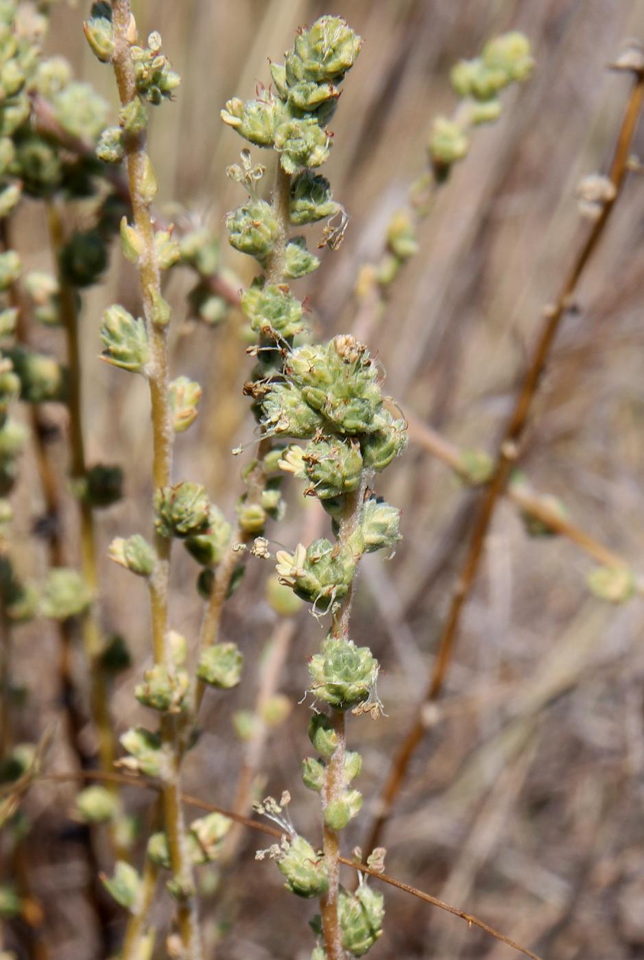 Изображение особи Camphorosma lessingii.