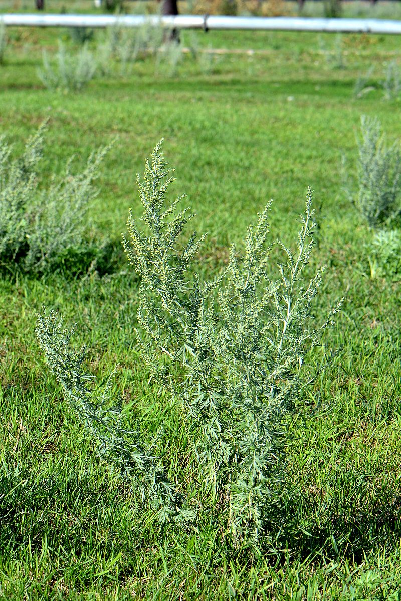 Image of Artemisia absinthium specimen.