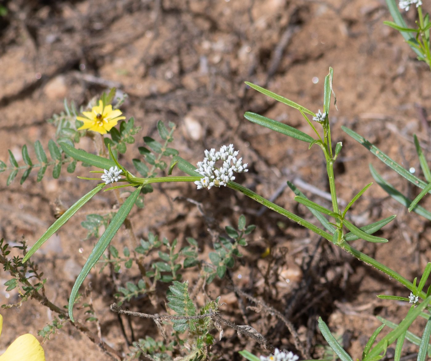 Image of Limeum sulcatum specimen.