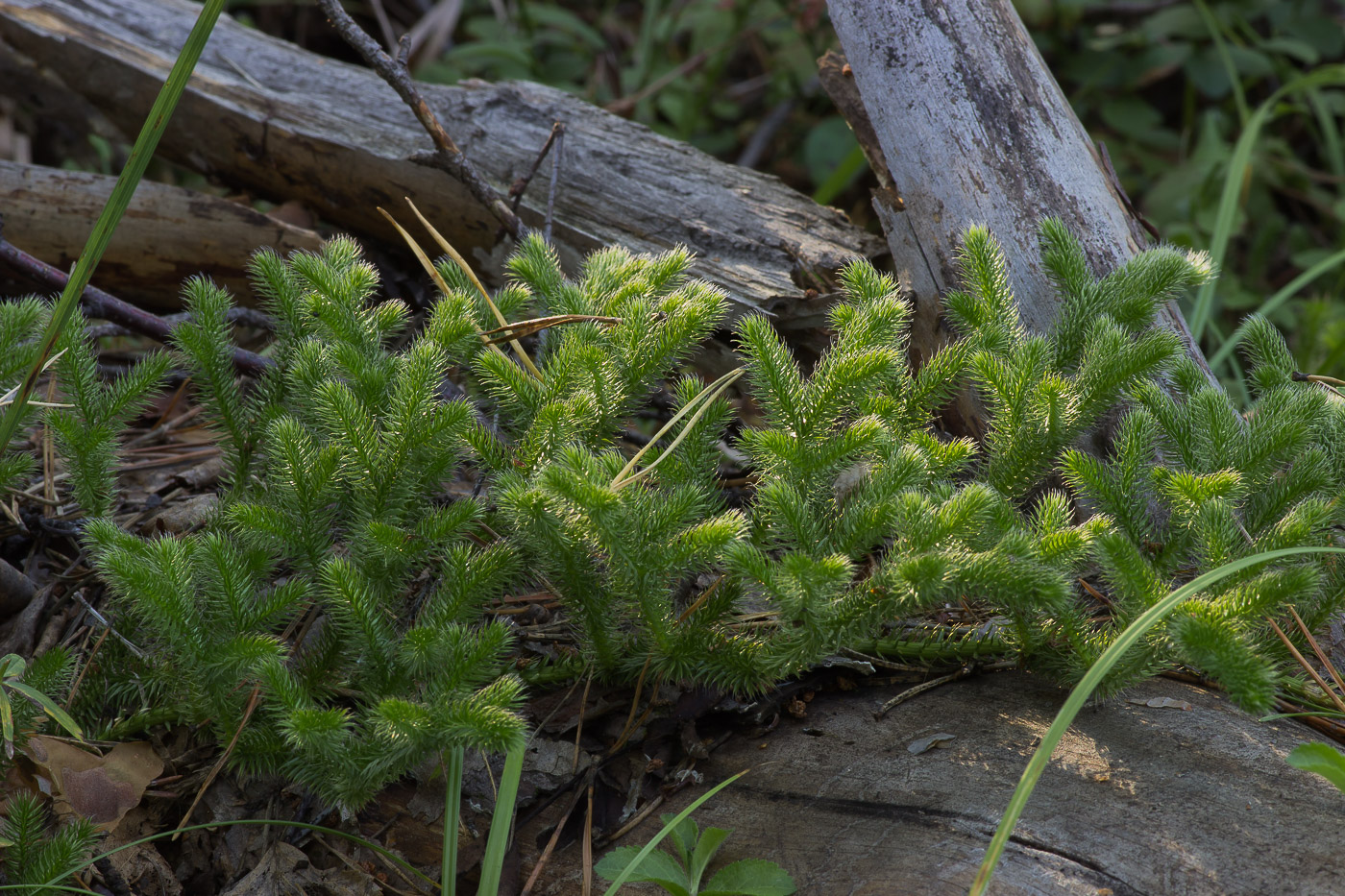 Image of Lycopodium clavatum specimen.