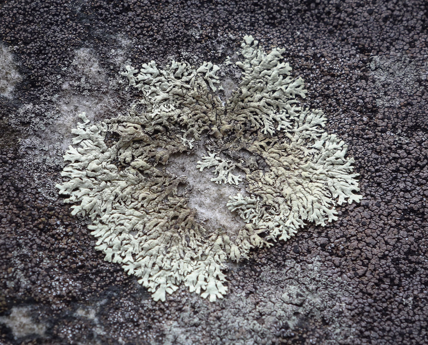 Image of genus Physcia specimen.