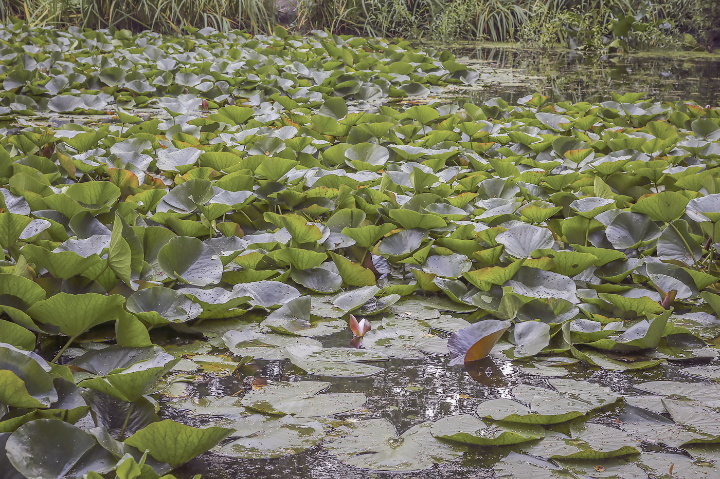 Изображение особи род Nymphaea.