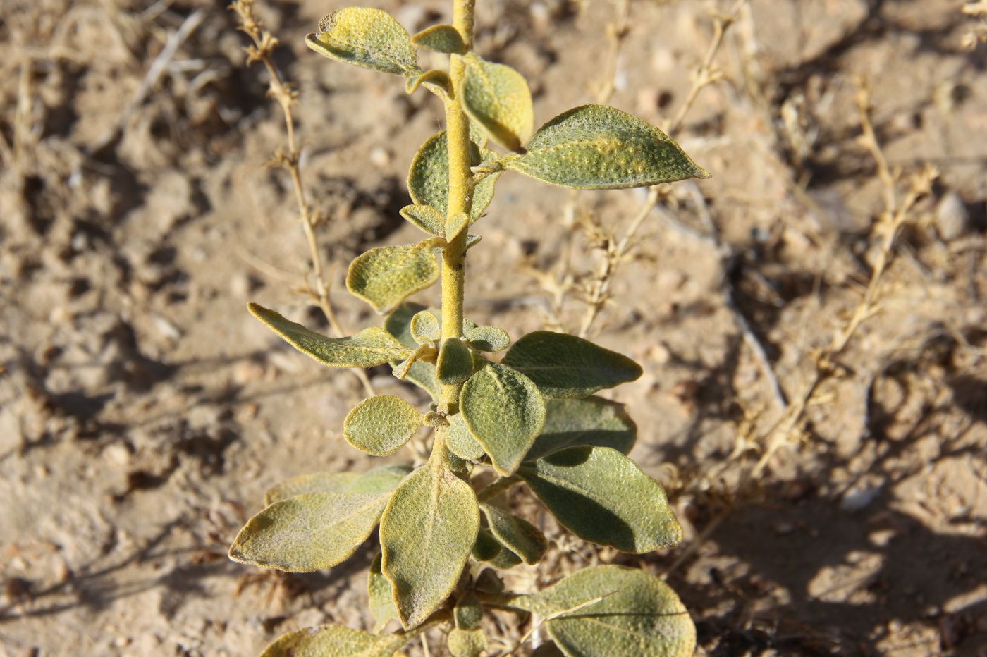 Image of Haplophyllum robustum specimen.