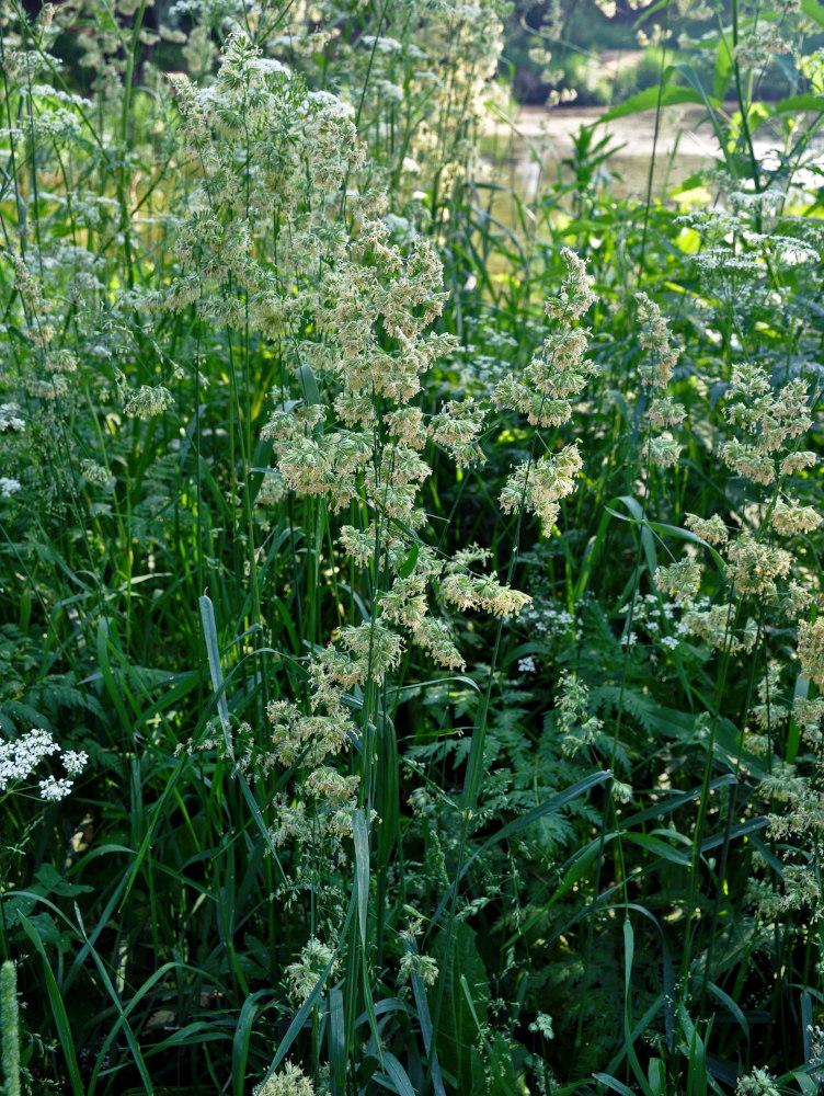 Изображение особи Dactylis glomerata.