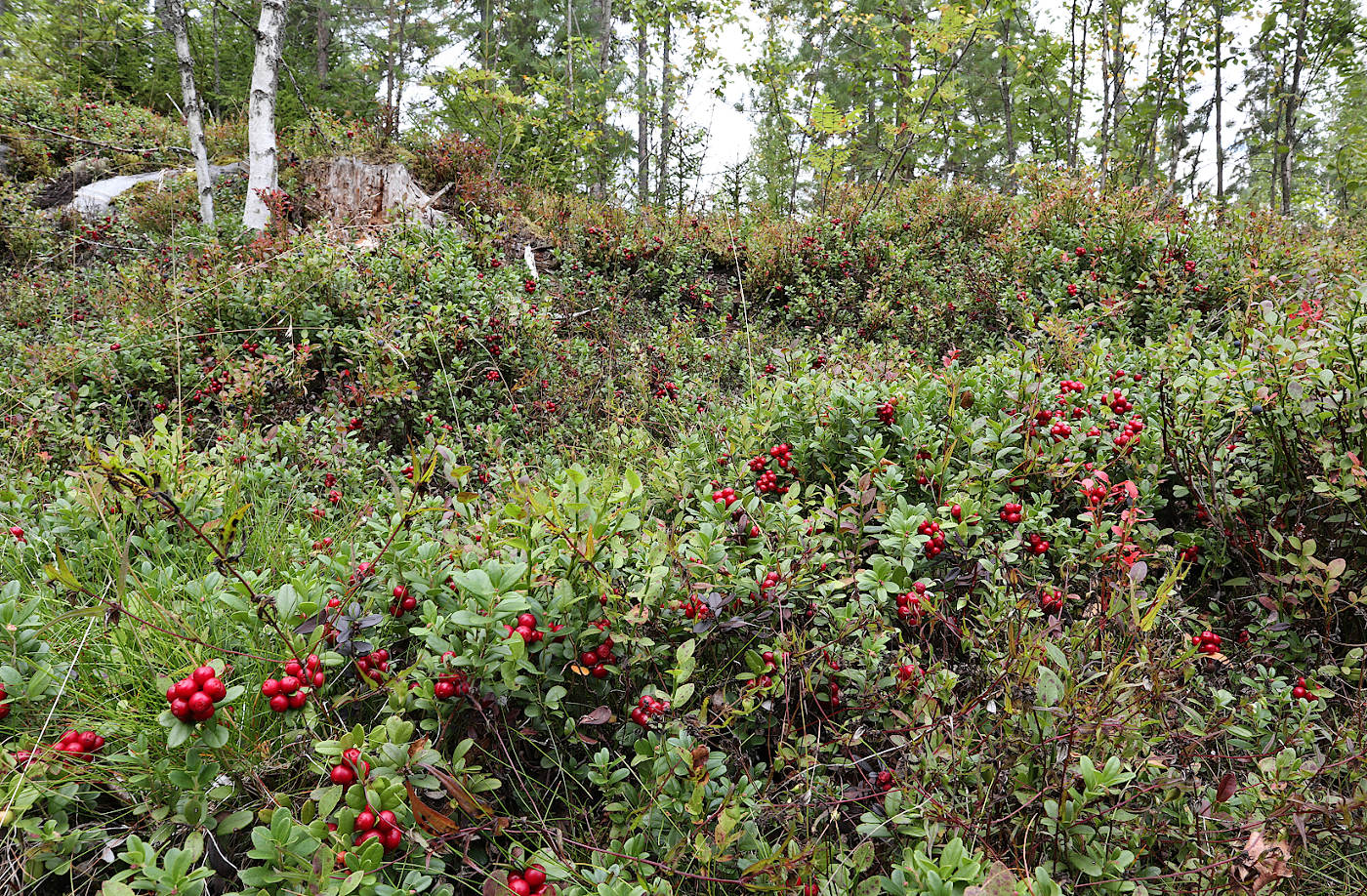 Image of Vaccinium vitis-idaea specimen.