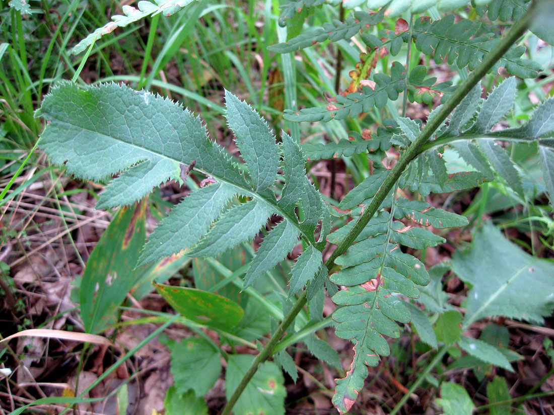 Изображение особи Serratula tinctoria.