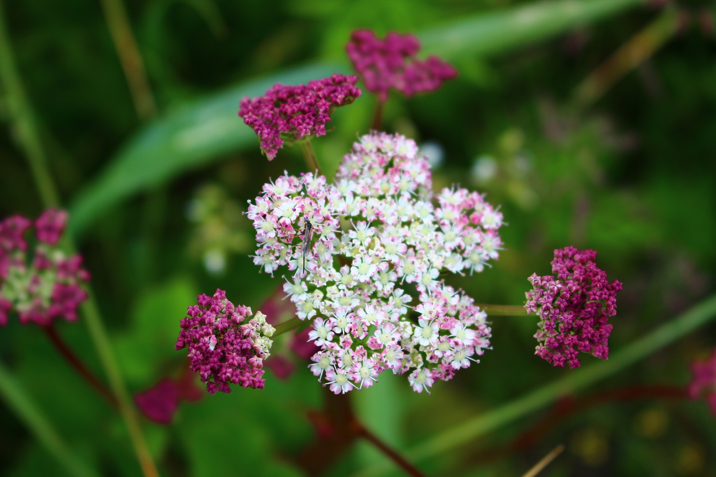 Изображение особи семейство Apiaceae.