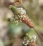 Plantago lanceolata. Верхушка побега с аномальным соцветием. Краснодарский край, МО г. Анапа, окр. с. Сукко, окр. оз. Сукко, каменистая осыпь вдоль дороги к озеру. 10.06.2019.