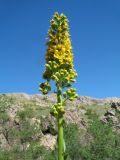 Ligularia heterophylla. Верхушка растения с общим соцветием. Южный Казахстан, Сырдарьинский Каратау, Юго-Восточный Каратау, горы Улькен-Актау, каньон р. Шабакты, ясеневый тугай. 22 мая 2021 г.