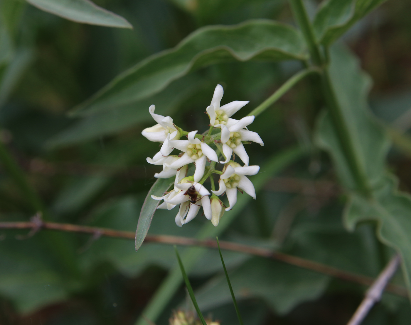 Image of Vincetoxicum hirundinaria specimen.