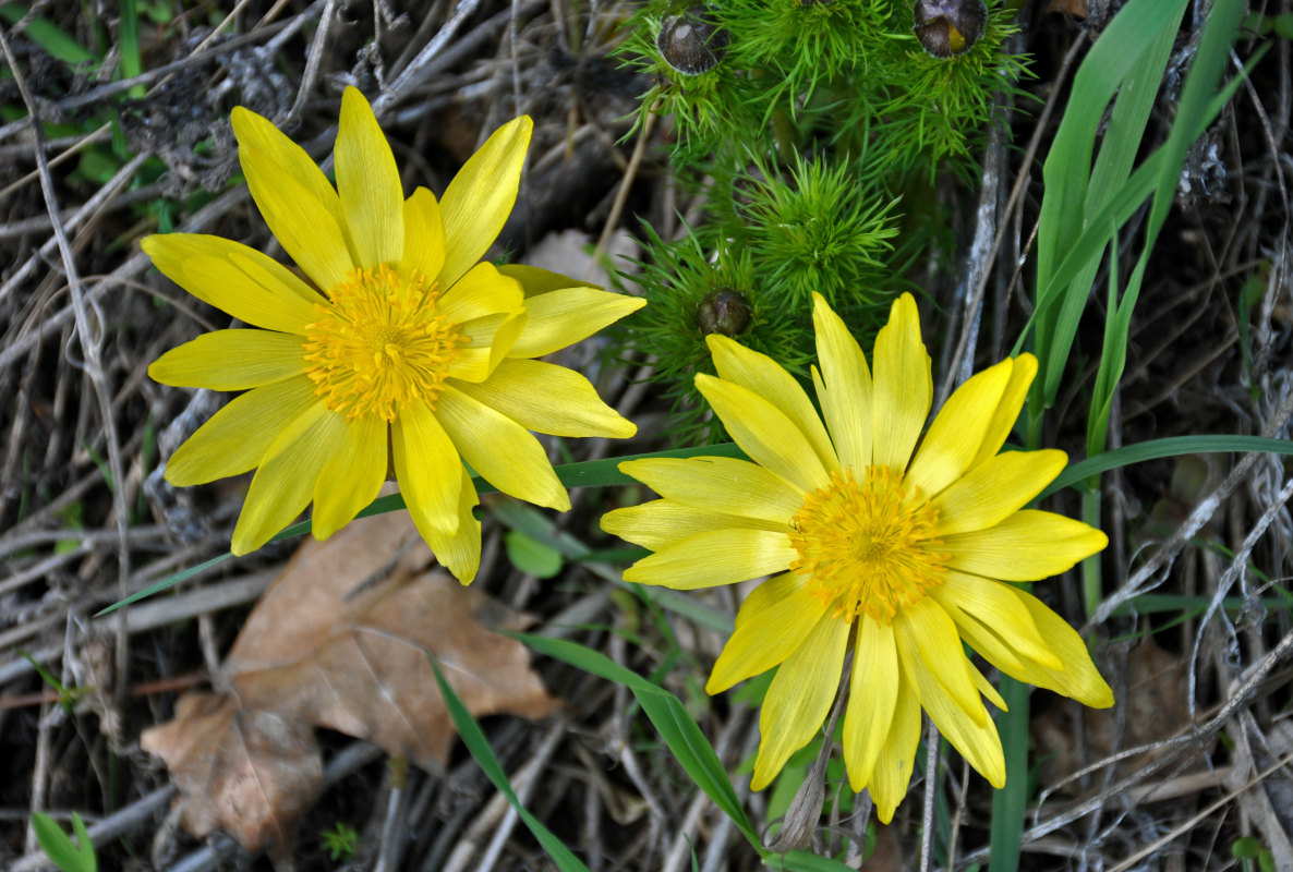 Изображение особи Adonis vernalis.