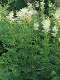 Filipendula ulmaria