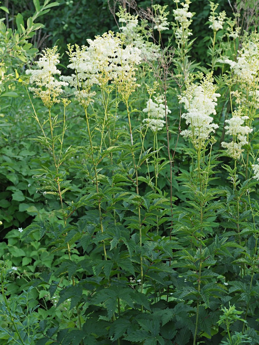 Image of Filipendula ulmaria specimen.