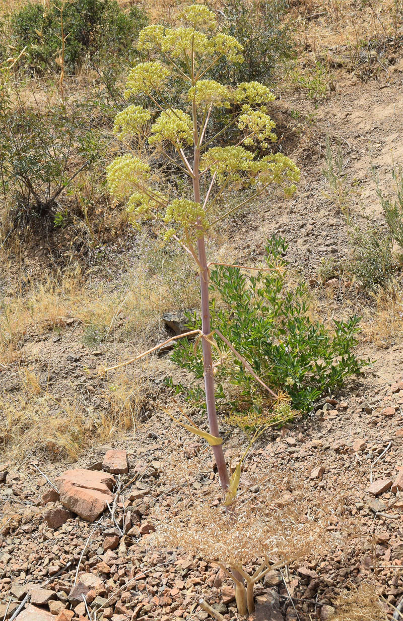 Image of Ferula penninervis specimen.