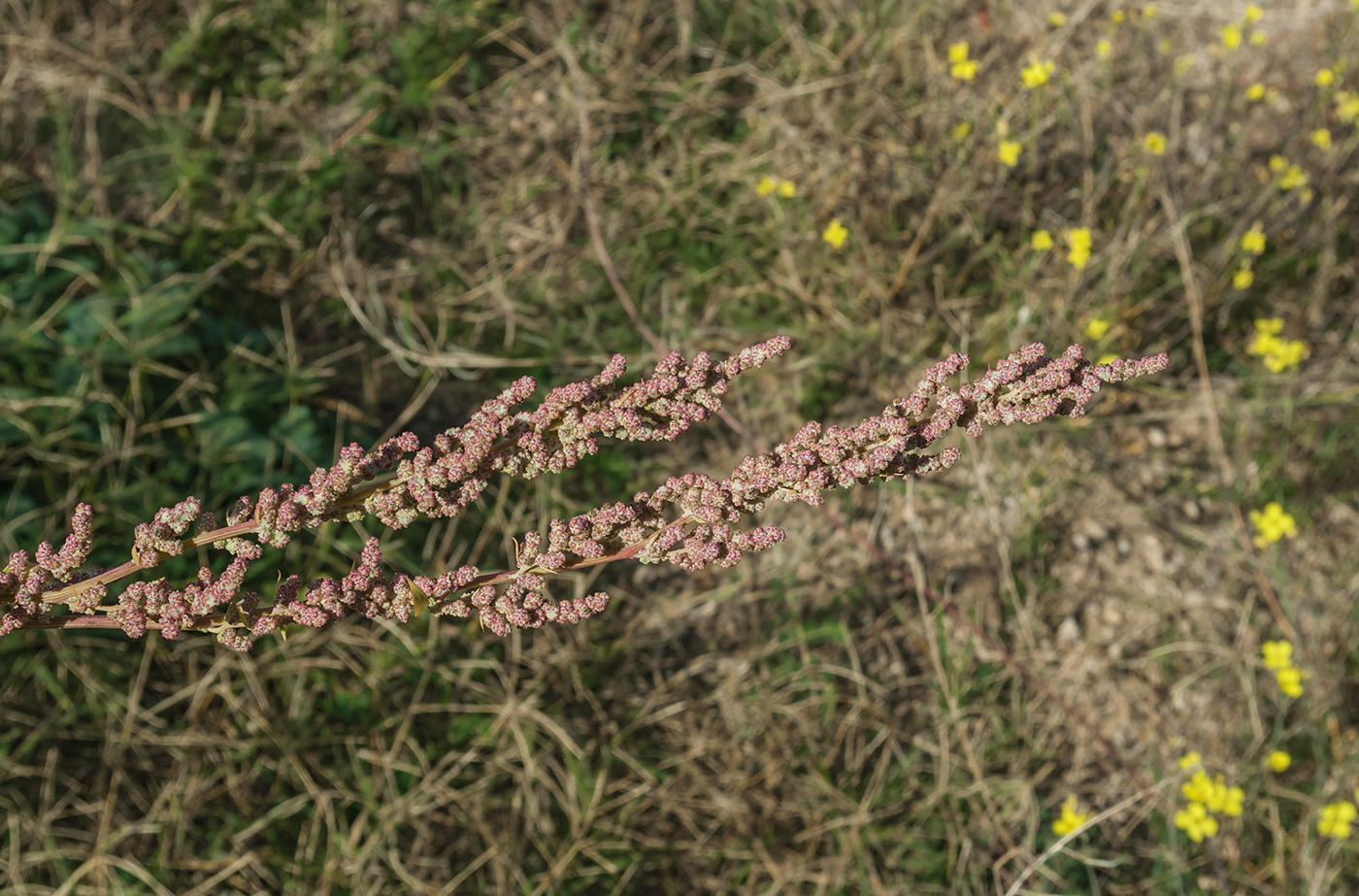 Изображение особи род Chenopodium.