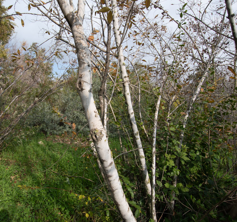 Изображение особи Combretum kraussii.