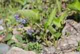 Trachystemon orientalis. Цветущее растение. Абхазия, Гудаутский р-н, Рицинский реликтовый национальный парк, долина р. Лашипсы, широколиственный лес, обочина грунтовой дороги. 13.05.2021.