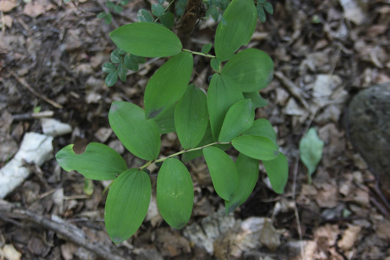 Изображение особи Polygonatum odoratum.