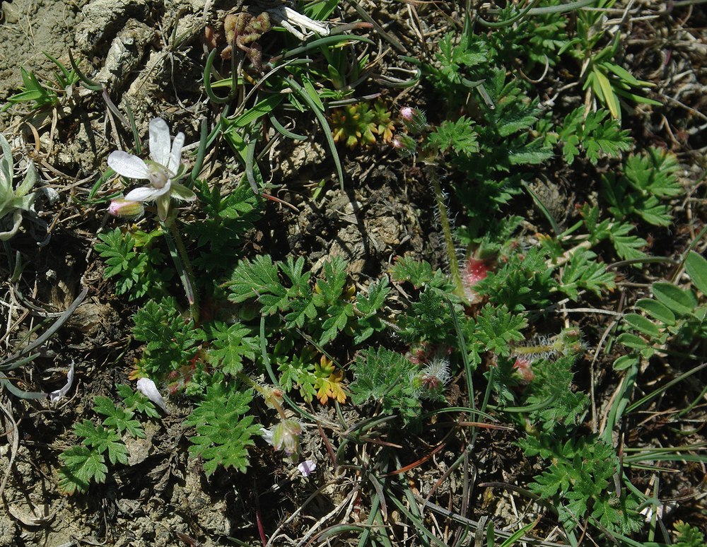 Image of Erodium cicutarium specimen.