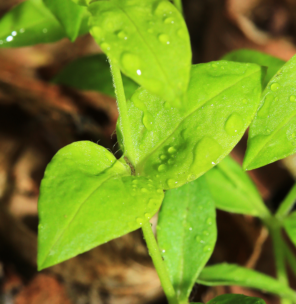 Image of Pseudostellaria davidii specimen.