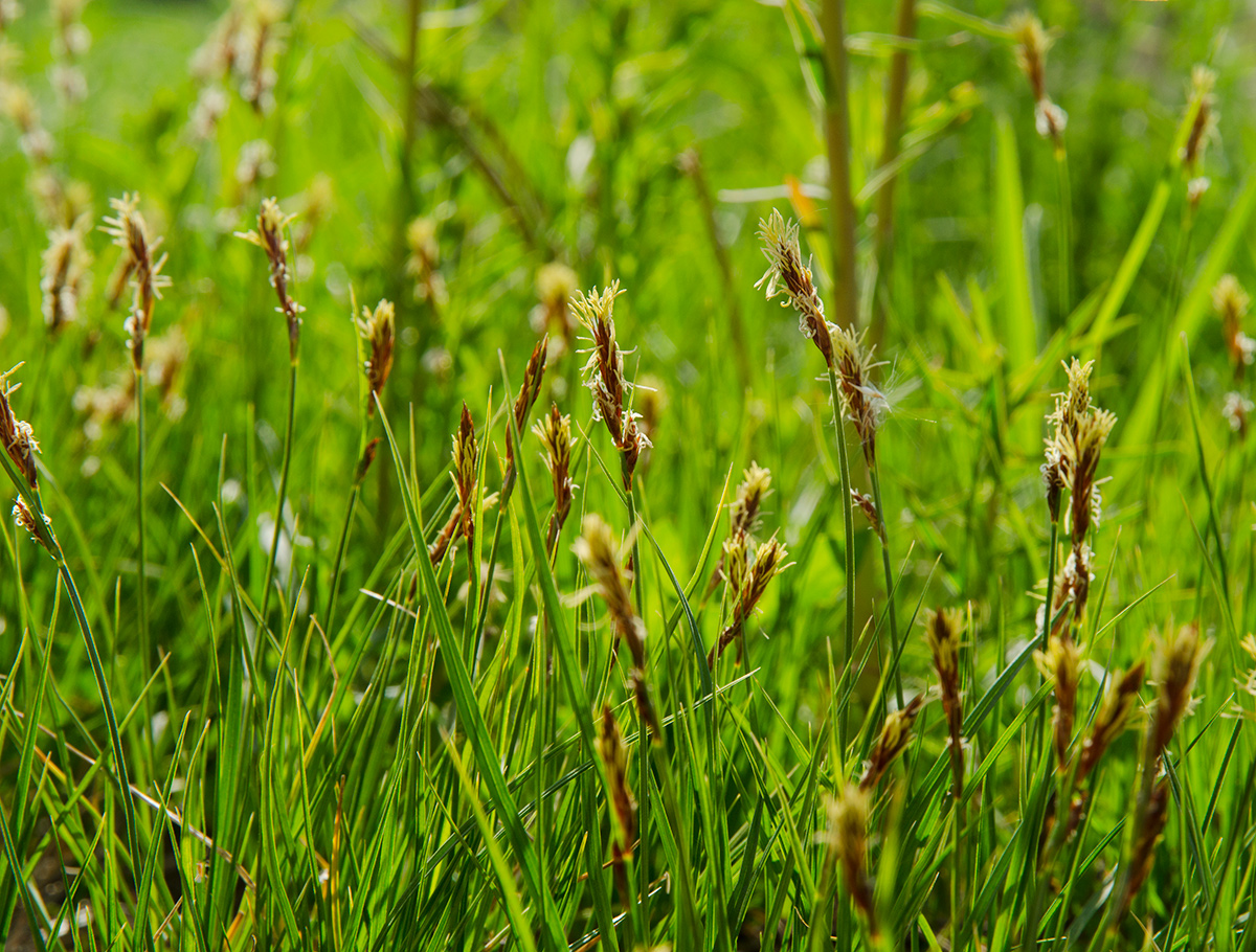 Image of genus Carex specimen.