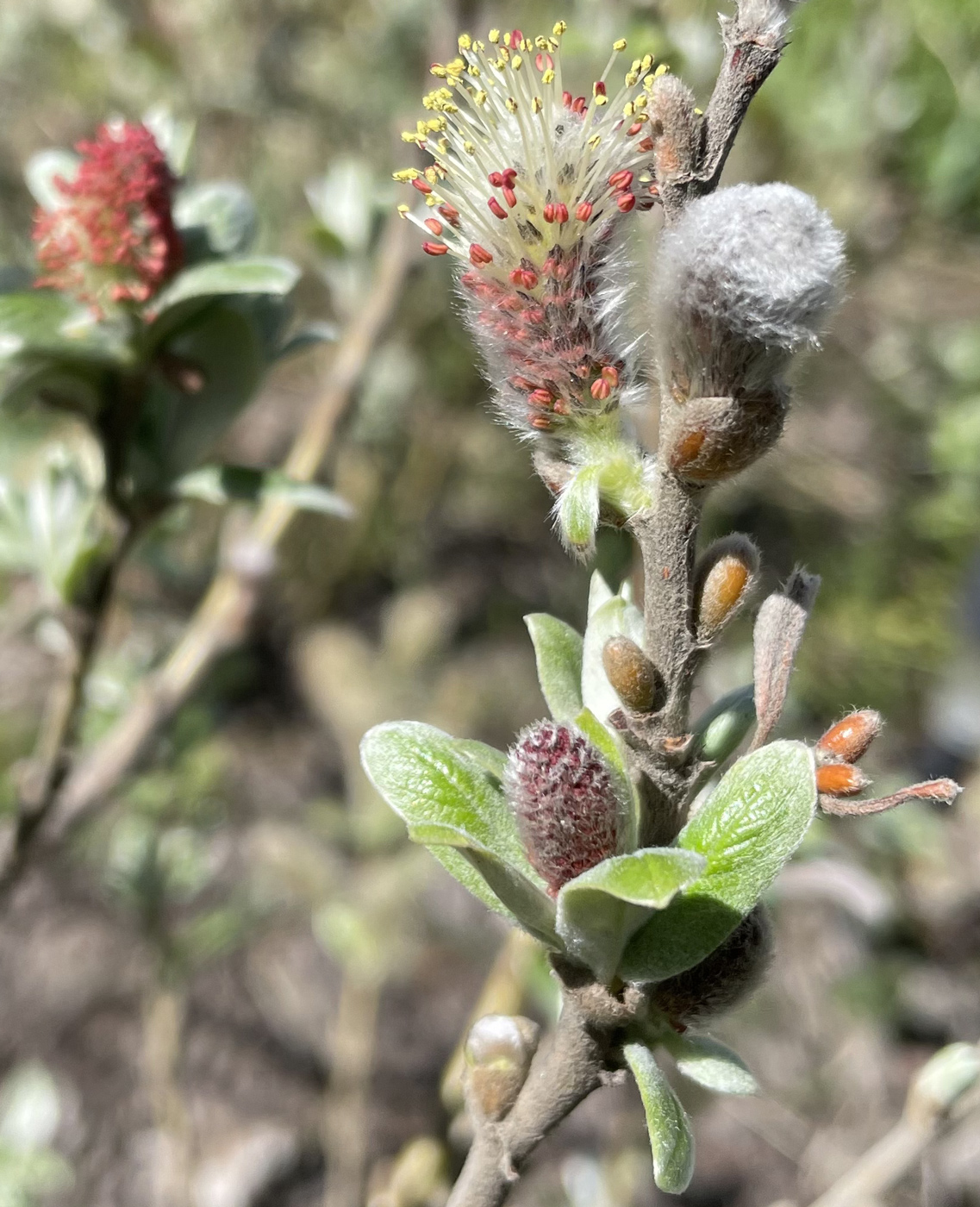 Image of Salix helvetica specimen.