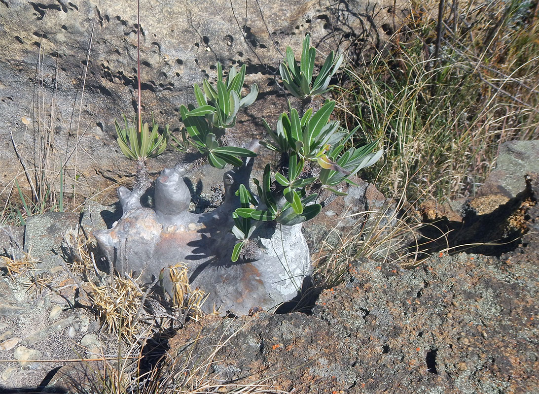 Image of Pachypodium rosulatum specimen.