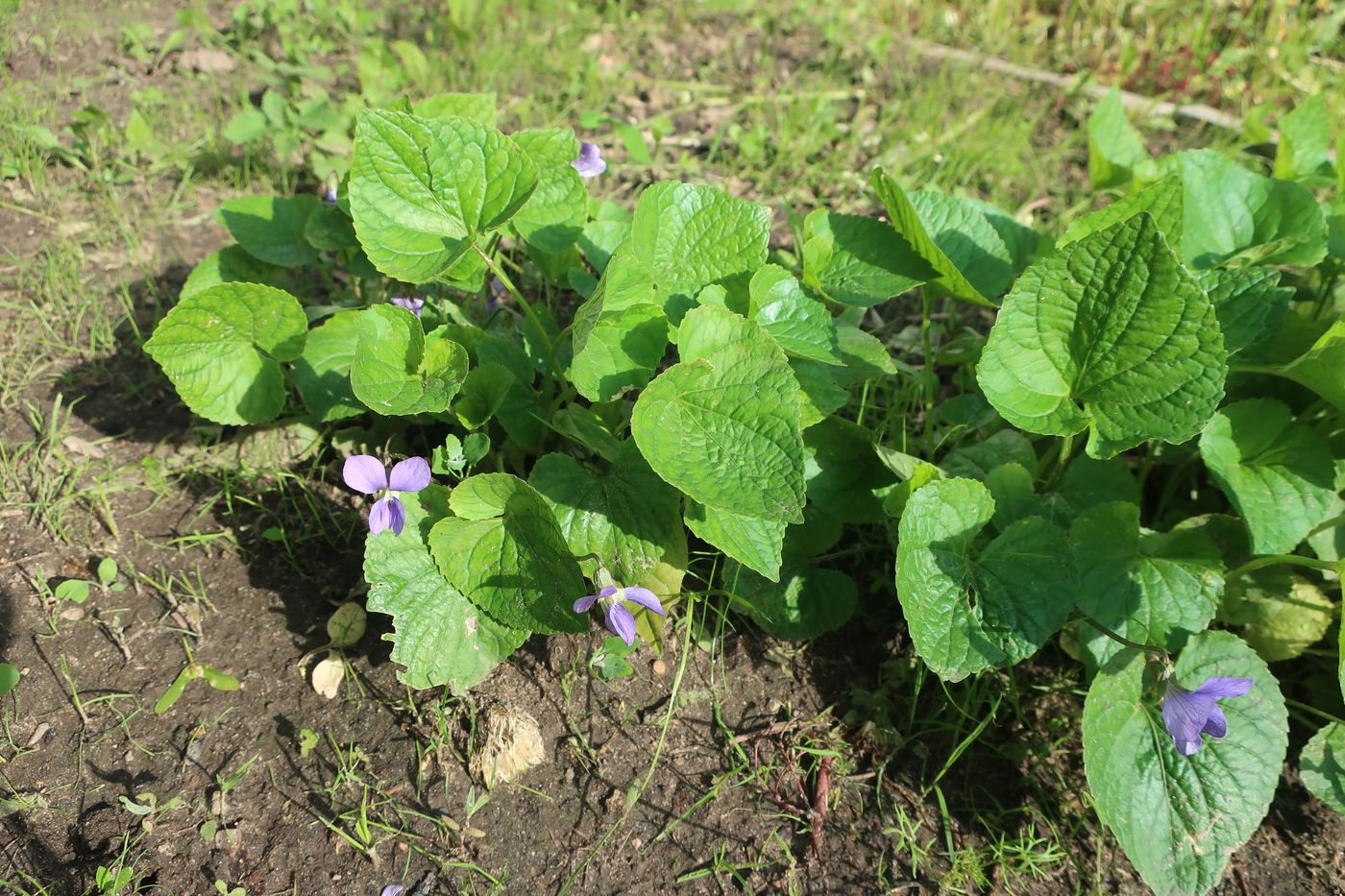 Image of Viola sororia specimen.