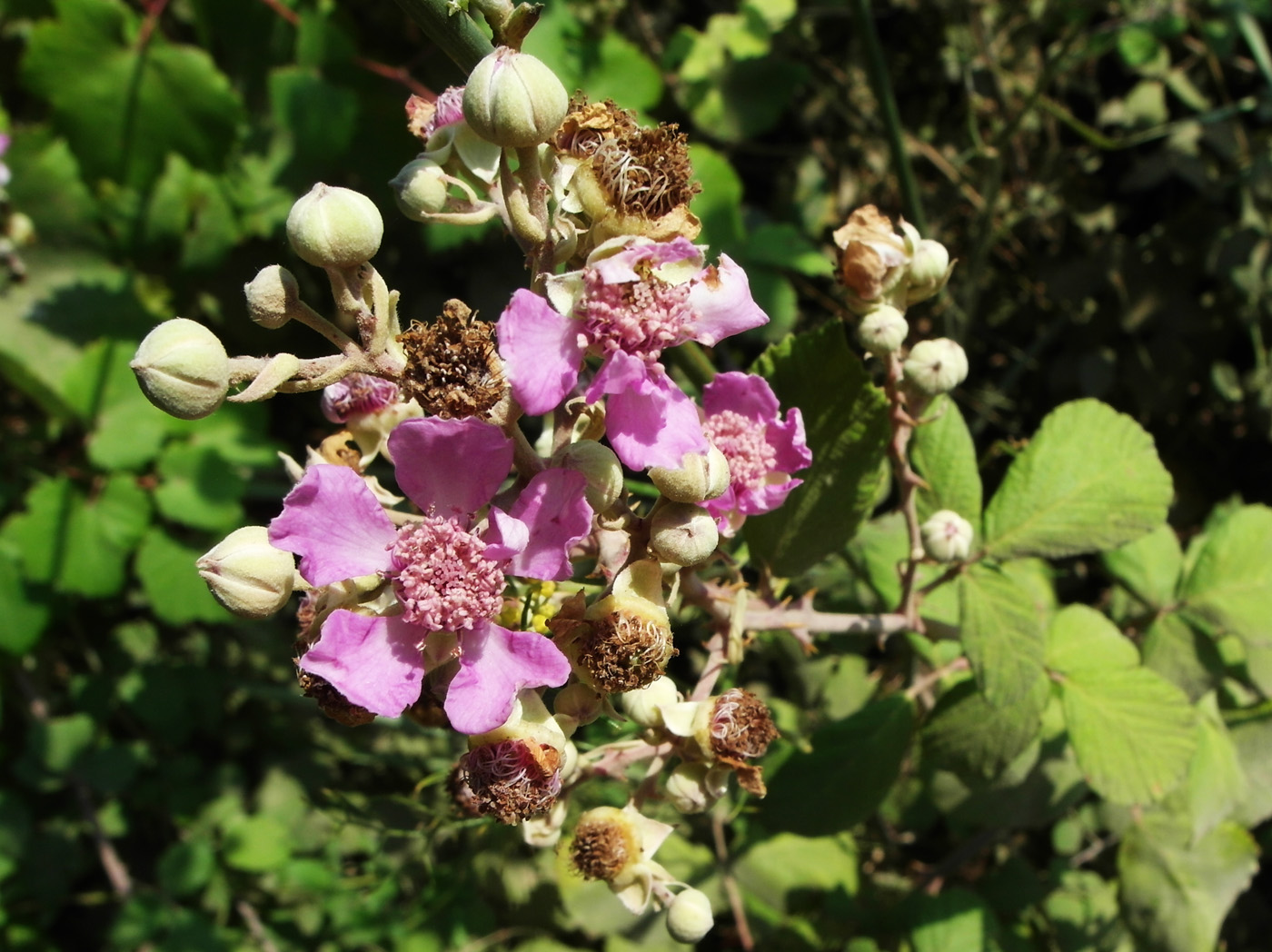 Изображение особи Rubus sanctus.