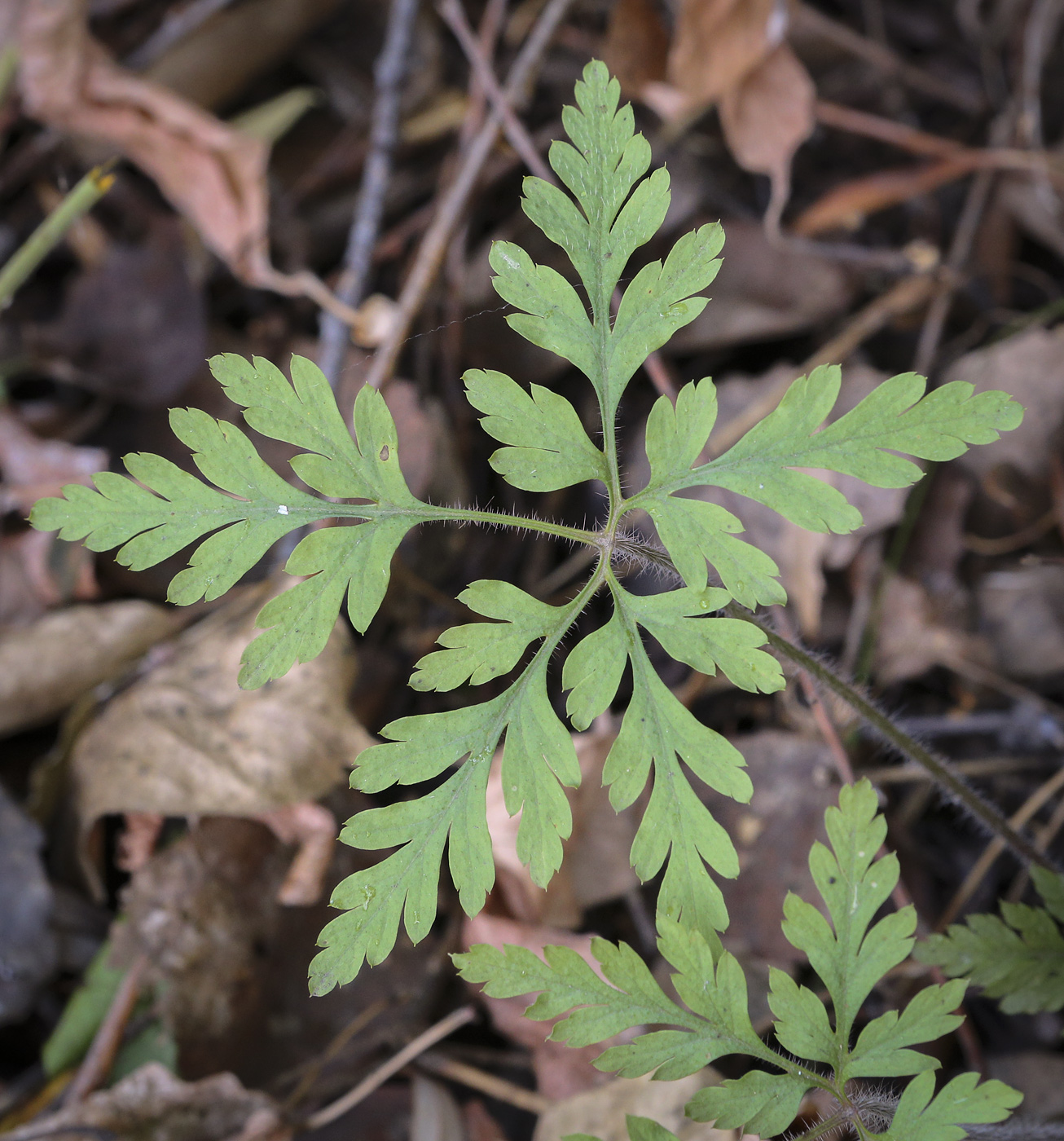 Image of Geranium robertianum specimen.