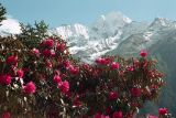 genus Rhododendron