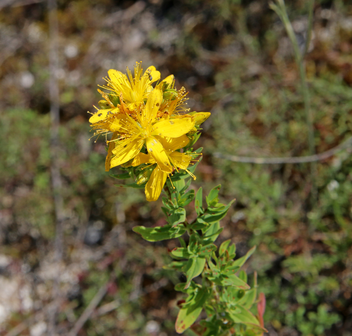 Изображение особи Hypericum perforatum.