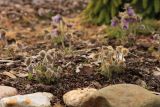 Pulsatilla ajanensis