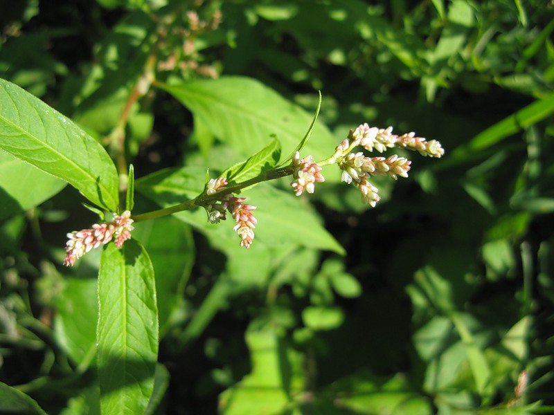 Image of Persicaria lapathifolia specimen.