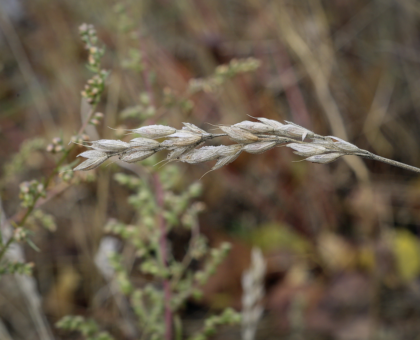 Image of Bromus hordeaceus specimen.