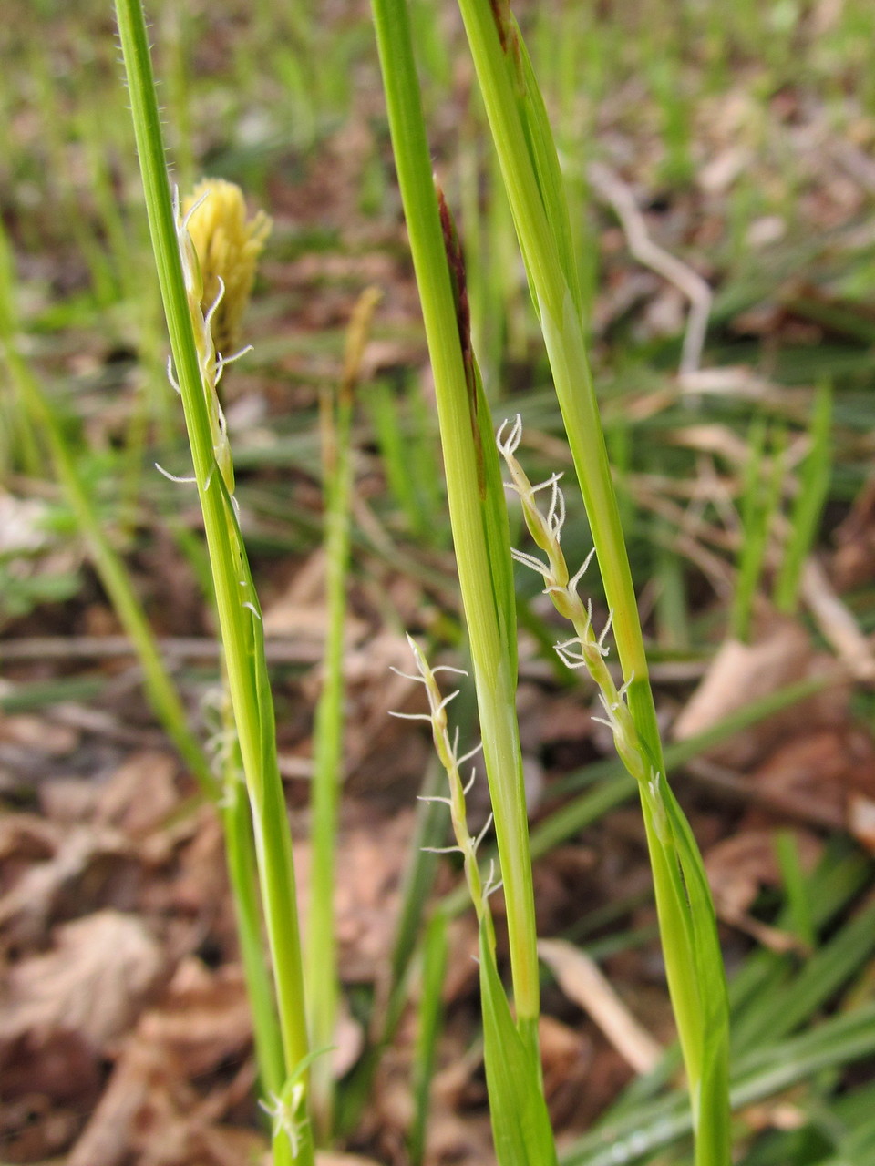 Image of Carex pilosa specimen.