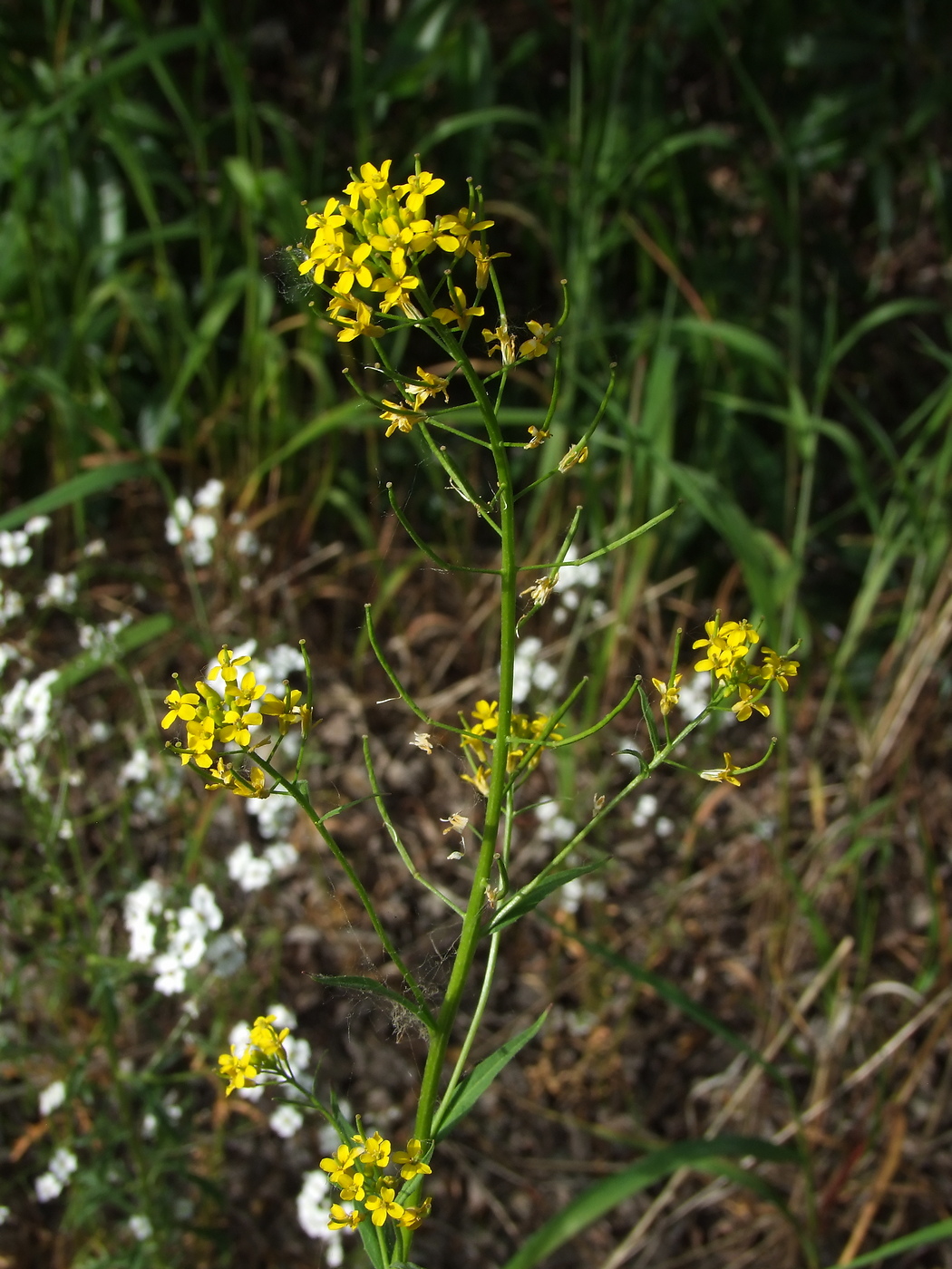 Image of Erysimum cheiranthoides specimen.