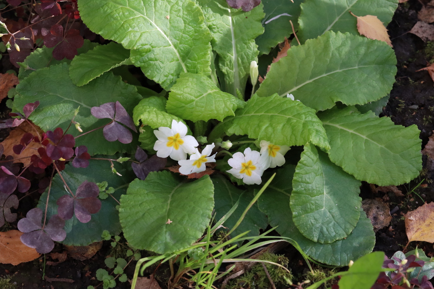 Изображение особи Primula vulgaris.