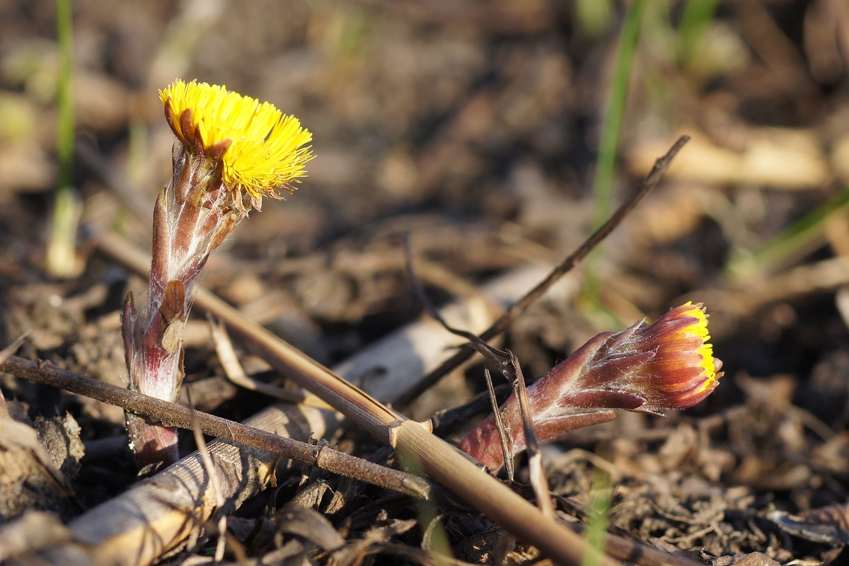 Image of Tussilago farfara specimen.