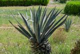 Agave americana. Вегетирующее растение. Египет, мухафаза Кена, г. Дандара, в культуре. 07.05.2023.