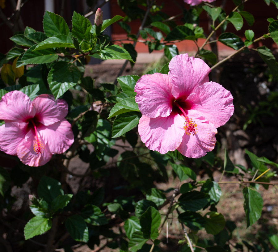 Image of Hibiscus rosa-sinensis specimen.