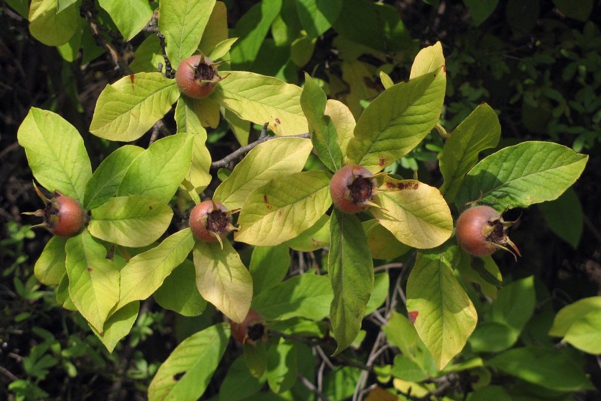 Image of Mespilus germanica specimen.